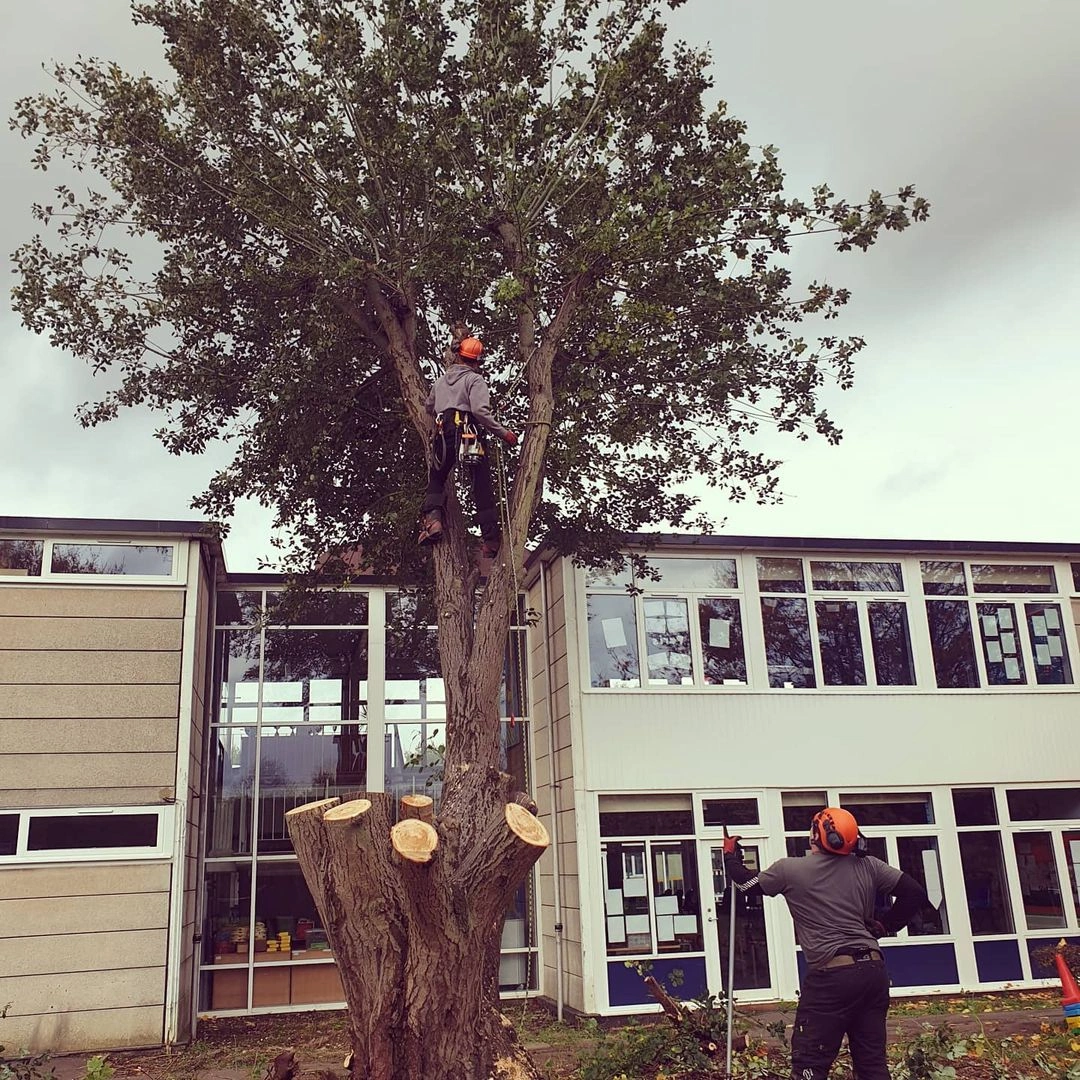 Tree Surgeons Tree Removal South Woodford